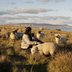 Jenny and Orkney Boreray, photographed for Inkcap, 2024
