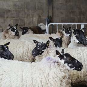 From my project Rural Croydon, commissioned for the London Borough of Culture programme